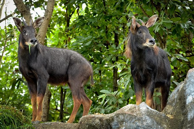 Chiang Mai Night Safari Including Round-Trip Transfer - The Sum Up