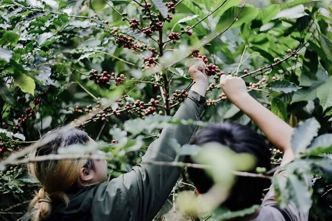 Chiangmai Coffee Farm Tour - The Sum Up