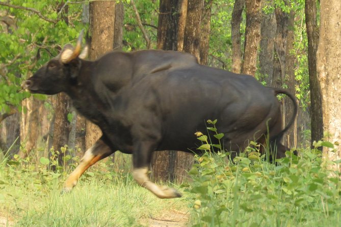 Chitwan Mission Big Cat 4-Day Package  - Sauraha - The Sum Up