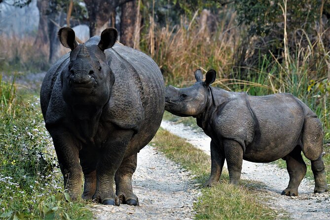 Chitwan Tour Packages - The Sum Up
