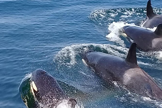Coastline Whale & Dolphin Watching Experience - Cancellation and Refund Policy