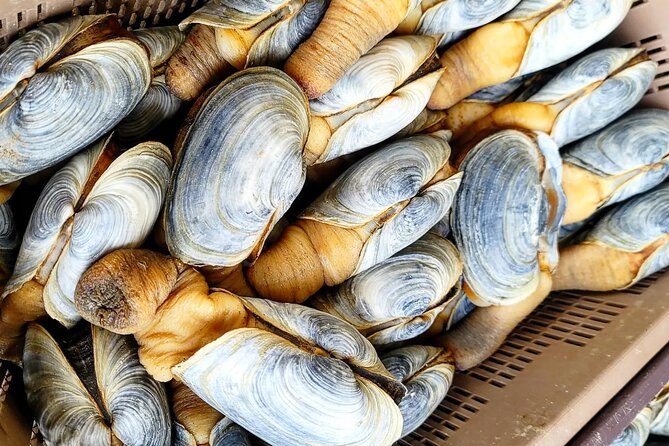 Cod Auction and Clam Auction in Winter - Duration and Schedule