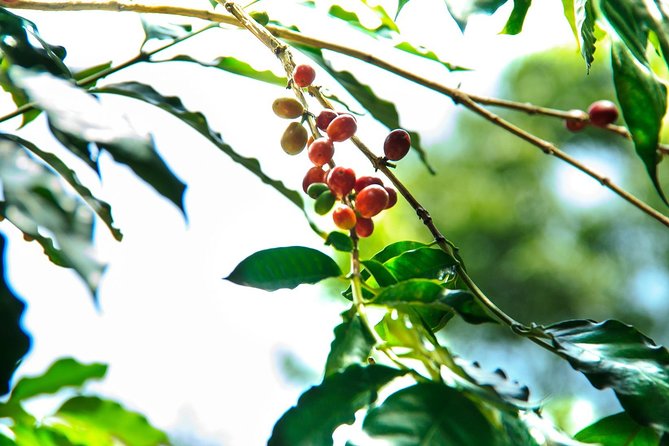 Coffee Plantation Experience - The Sum Up