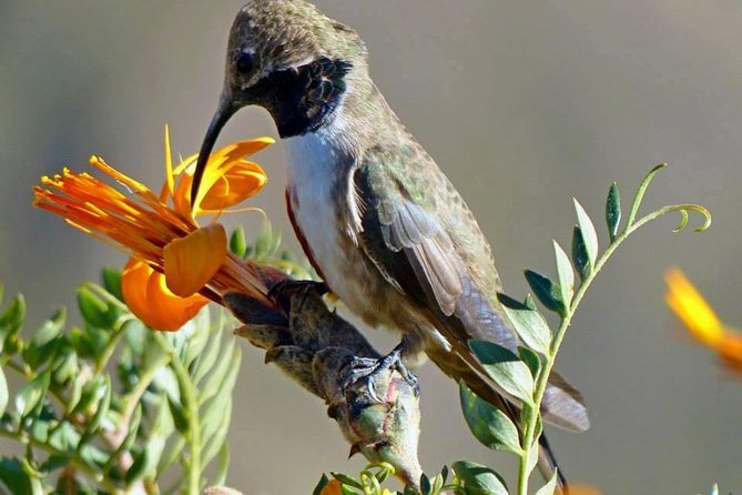 Colca Canyon Sightseeing Tour 2D1N and Transfer to Puno - Traveler Photos