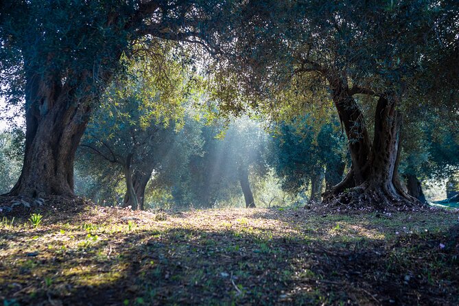 Corfu Organic Olive Oil Tasting at Family Farm - Olive Oil Tasting Experience