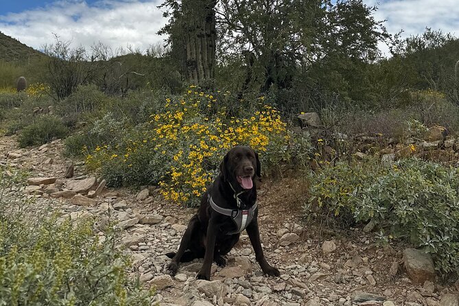 Creative Soul Scavenger Hunt (Lost Dog Trailhead, Scottsdale) - The Sum Up
