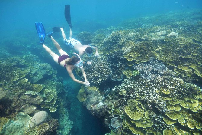 Cruise to Moore Reef Pontoon and Return Helicopter Flight From Cairns - The Sum Up