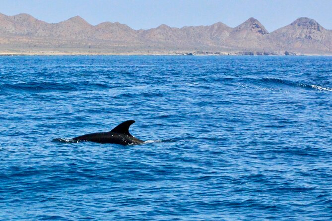 Danzante Island and Snorkel Tour From Villas Del Palmar Hotel - Tour Highlights