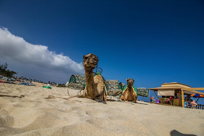Day Trip to Fuerteventura From Lanzarote - The Sum Up