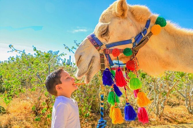 Desert & Sea, Camel Safari Tour in Los Cabos With Lunch - Common Questions