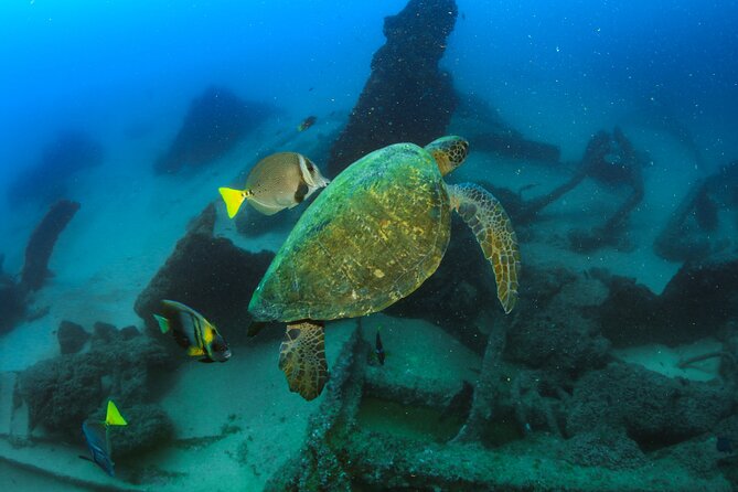 Discover Scuba Diving Around Los Cabos - Positive Reviews From Viator and Tripadvisor