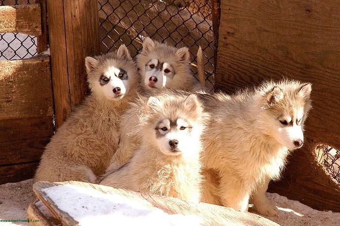 Dogsled Adventure in Mont-Tremblant - Viator Services and Pricing