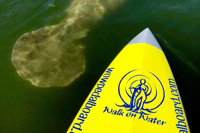 Dolphin & Manatee Watching Stand Up Pedalboarding Tour - Wildlife Spotting and Biodiversity