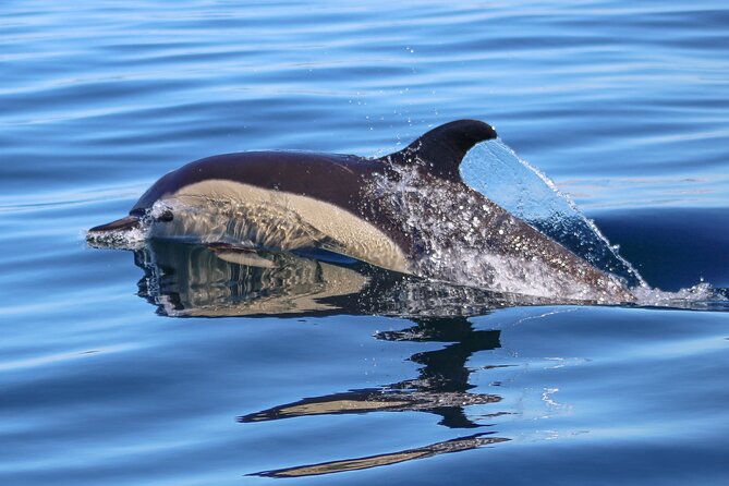 Dolphin Watching Along the Algarve Coast - Common Questions