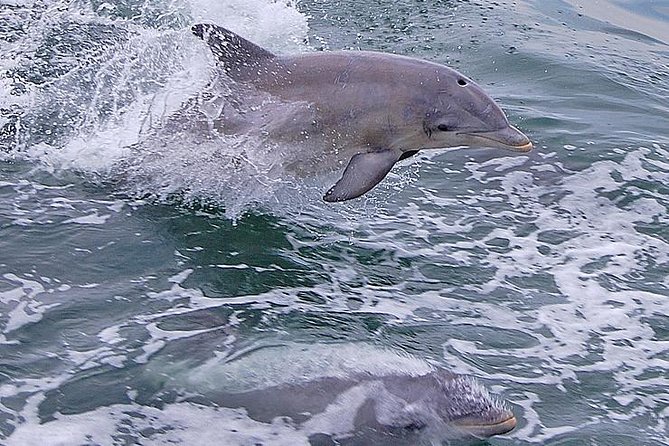 Dolphin Watching Around Cape May - Common Questions