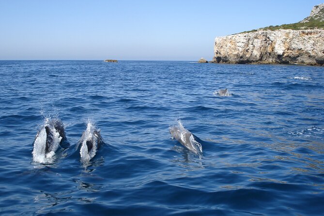 Dolphin Watching at the Arrabida (Lisbon Region) - Transfer Option From Lisbon