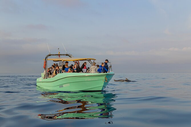 Dolphin Watching by Boat - The Sum Up