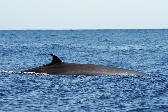 Dolphin - Whale - Turtle - Bird Watching - The Sum Up