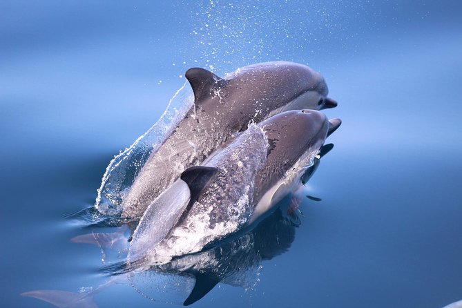 Dolphin & Whale Watching Sunset Cruise - Directions