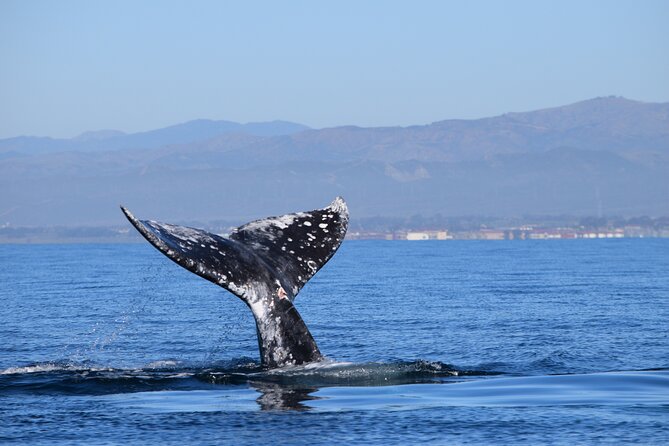 Dolphin & Whale Watching - Common Questions