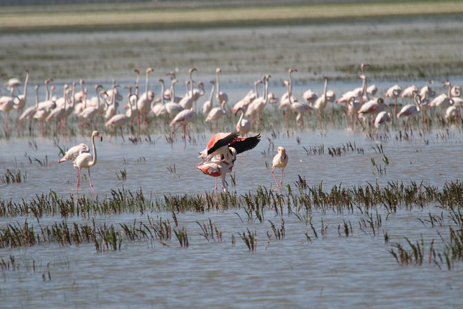 Donana National Park in Two Days From Seville - The Sum Up