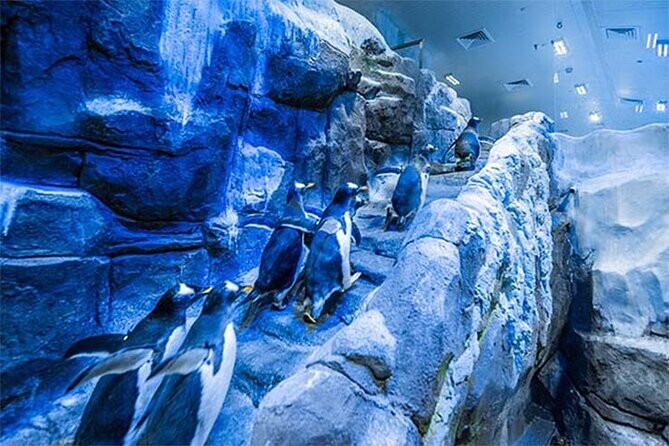 Dubai Aquarium and Underwater Zoo Admission Ticket - Booking Process