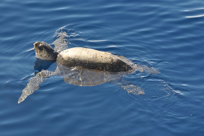 Espiritu Santo Island Tour - How to Book the Tour