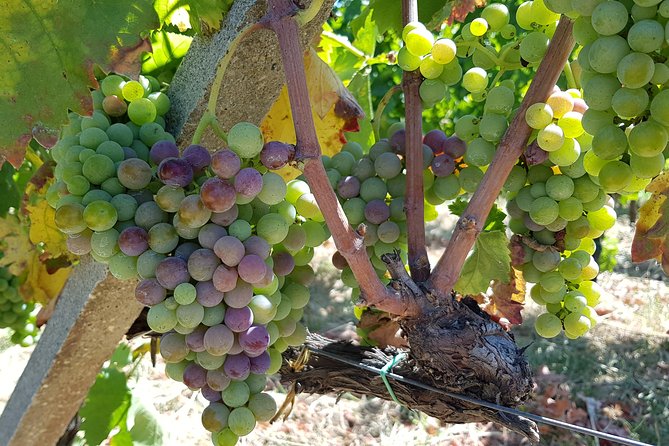 Etna DOC & Organic Wine Tasting and Tour of the 1815 Historic Winery - Overview of the Experience
