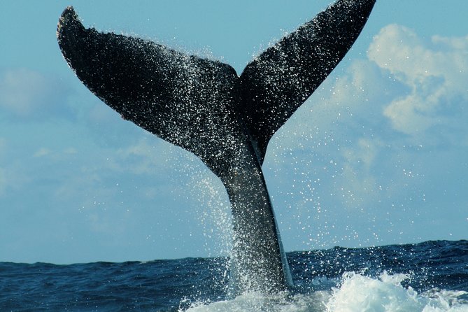 Family Snorkel Day Tour or the Romantic Sunset Cruise. - The Sum Up