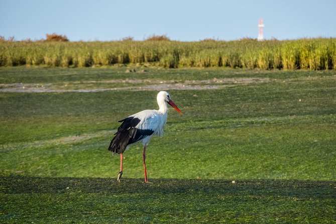 Faro to Ilha Deserta, Rio Formosa Natural Park Eco-Tour - Common Questions
