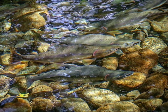 Fishing Adventure in Whistler - Pricing and Booking
