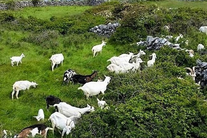 Food, Heritage & Cultural Tour Inishmore, Aran Islands. Guided. - Ground Transportation and Group Size