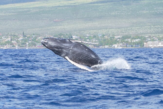 From Maalaea Harbor: Whale Watching Tours Aboard Winona Catamaran - The Sum Up