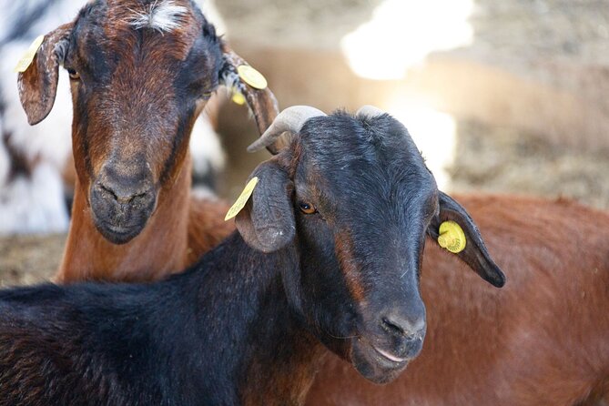 Fuerteventura Villages Caves and Farm Tour With Lunch From South - The Sum Up