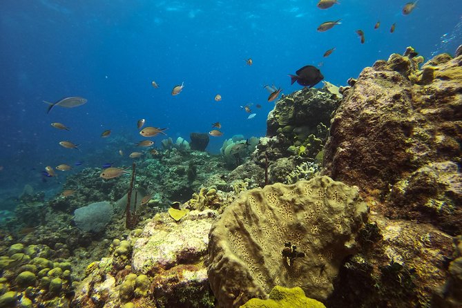 Full-Day Catalina Island Snorkeling Tour From La Romana - Food and Beverage Offerings