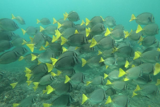 Full-Day Experience in Banderas Bay - The Sum Up