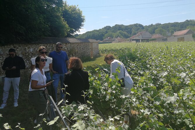 Full-Day Private Champagne Tasting in Reims and Its Vineyards - The Sum Up