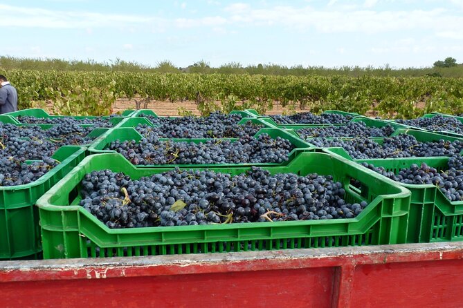 Full Day Private Requena Wineries Premium Tastings - The Sum Up