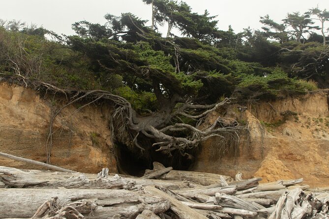 Full-Day Private Tour and Hike in Olympic National Park - Inclusions and Services
