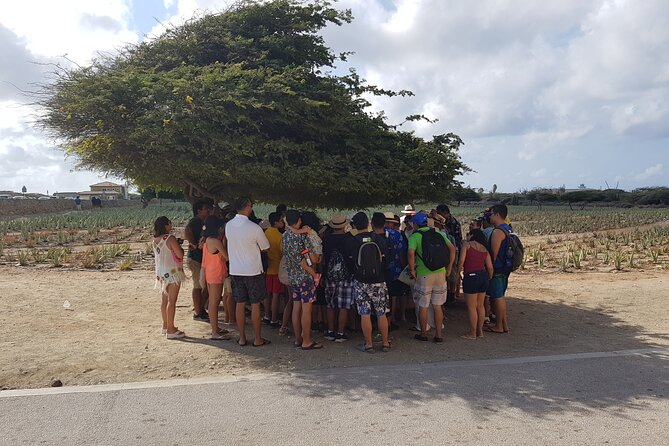 Full Island - Sightseeing Tour in Aruba - Weather Requirement