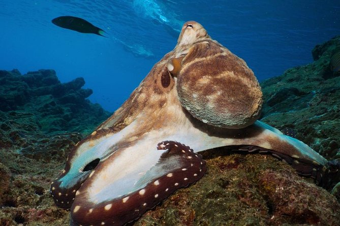 Fun Diving Safari Day Trip From Koh Lanta - Certified Divers - Common Questions