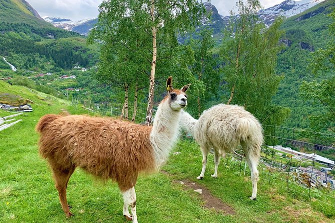 Geiranger Tour in the Footsteps of Royalty  - Andalsnes - Helpful Resources