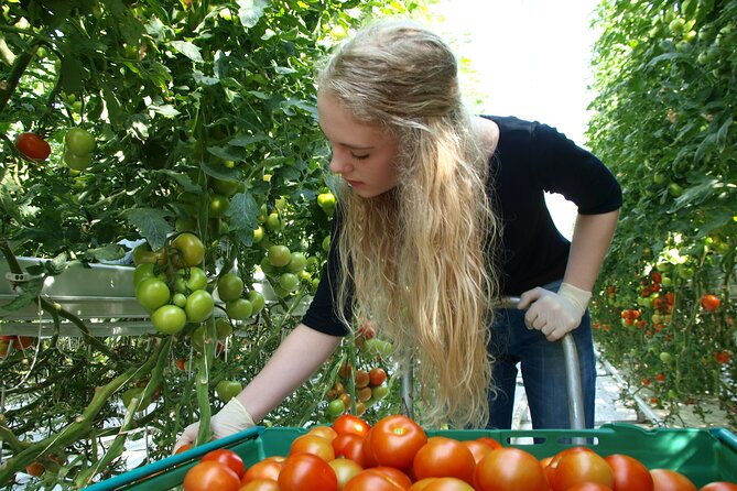 Golden Circle Day Trip With Fridheimar Greenhouse Visit From Reykjavik - Common Questions