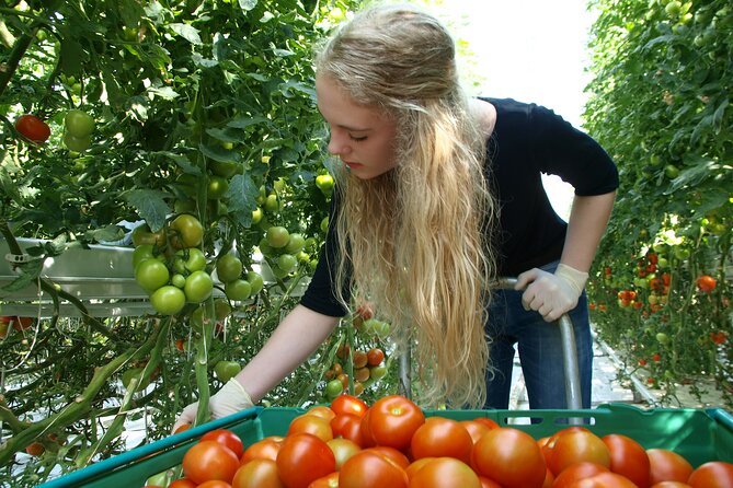 Golden Circle Tales, Tomato Farm & Kerid! Small Group Adventure - Common Questions