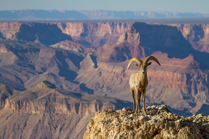 Grand Canyon South & East Rim Self-Driving, Walking & Shuttling Tour - The Sum Up
