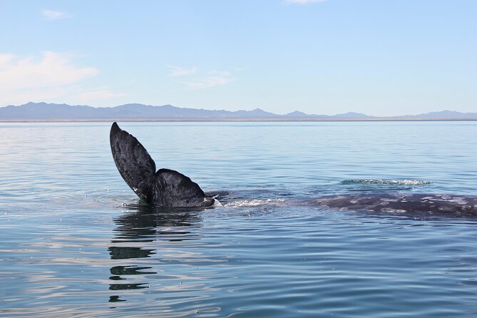 Gray Whale Watching Tour With Marine Biologist and Small Group - The Sum Up