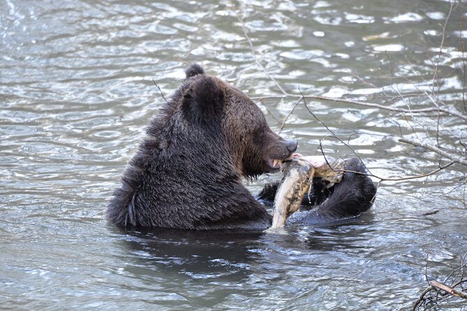Great Bears of Bute: Grizzly Bear Viewing & Indigenous Cultural Tour - The Sum Up
