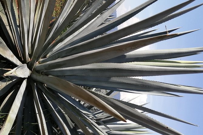 Great Experience With A Tour Guide With Spark - How to Book
