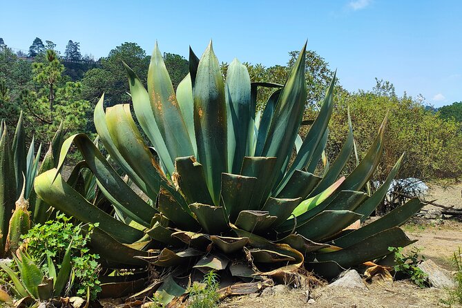 Guided Hiking in Pueblos Mancomunados on Sierra Norte - Common Questions