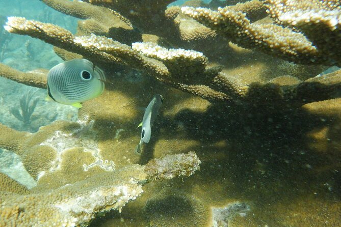 Guided Shore Diving Tour - The Sum Up